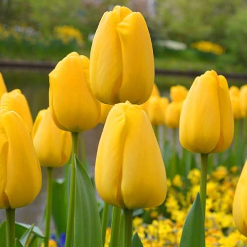 Tulip Seed for Home Garden, Pack of 1 Bulbs By Zabbus Yellow (B0BQJYPK1X) Amazon Price History, Amazon Price Tracker