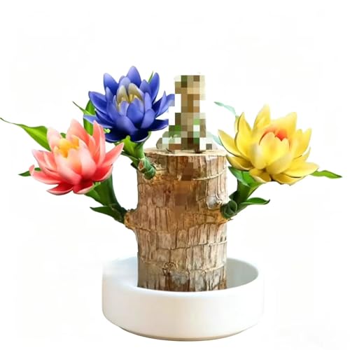 Brazilian Lucky Wood Stump Brazil Wood Decor Indoor Lucky Bamboo Plant with Doll for Home Office Desktop Ornament