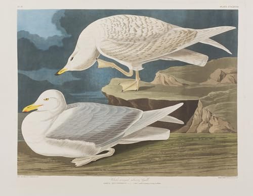 Impresión en lienzo de ilustraciones artísticas de la obra de John Audubon