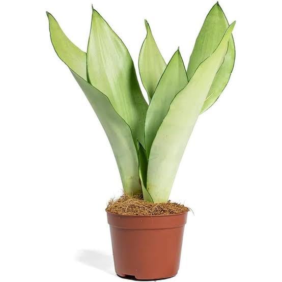 Silver Snake Plant With Pot [Pack of 1 Healthy Live Plant] by Green Bazaar Shop | Air Purifying Sansevieria for Fresh & Elegant Home Interiors-image-34