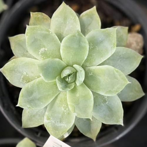 JrAu[ 7.5cm|bg A GPxA Echeveria Y  ϗtA CeAO[ 񂹐A ke 1{ 1