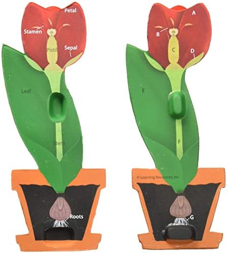 Learning Resources Cross-Section Flower Model image 4