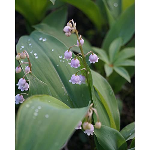 Blumixx Stauden Convallaria majalis Rosea - Lirio del valle Cover