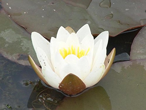 Nymphaea Richadsoni White Water Lily only for Short time at The Price.