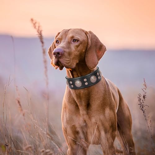 Didog Hundehalsband aus echtem Leder, breit, weich, strapazierfähig, 5 cm breit, luxuriös, langlebiges Hundehalsband für mittelgroße und große Hunde, Schwarz, L