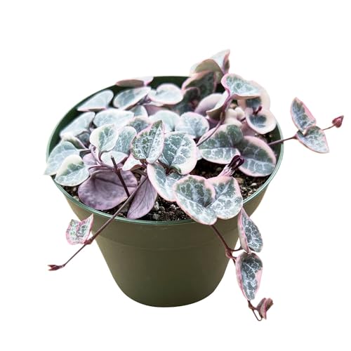 4" Rare Succulent Variegated String of Hearts, Live Succulents Plants Fully Rooted, Home Office Decor, Unique Gift for Wedding Favor, Party Favor