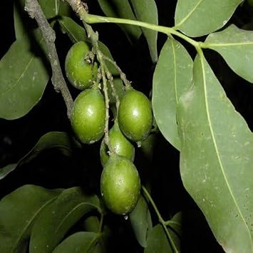 25pcs Green mamoncillo Fruit Seeds