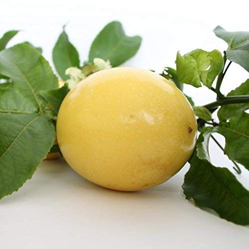 Creative Farmer Passion Fruit Yellow Golden Passionfruit Fence Plant Garden Plant(1 Healthy Live Plant) (B07YYBDHC9) Amazon Price History, Amazon Price Tracker