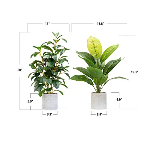 Velener 2Pc Ficus Tree & Fiddle Leaf Fig Tree Artificial In Indoor Planter 20"- Rustic Home Decor Farmhouse Kitchen Living Room Tall Floor Plants Office Bathroom Patio Sage Green House Plants Tabletop #TOP1