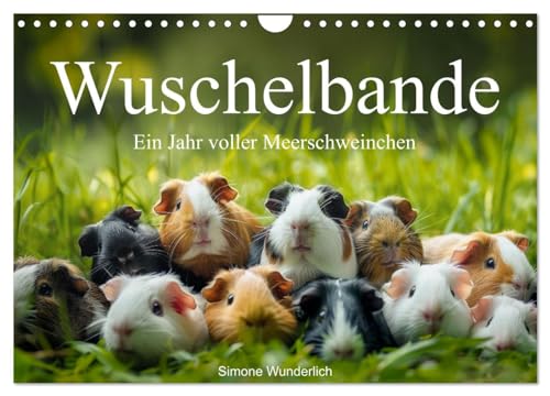 Wuschelbande - Ein Jahr voller Meerschweinchen (Wandkalender 2026 DIN A4 quer), CALVENDO Monatskalender: Der ultimative Meerschweinchen - Kalender! Hol ihn dir! (CALVENDO Tiere) Wuschelbande - Ein Jahr voller Meerschweinchen (Wandkalender 2026 DIN A4 quer), CALVENDO Monatskalender: Der ultimative Meerschweinchen - Kalender! Hol ihn dir! (CALVENDO Tiere)