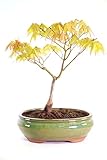 Bonsái Acer Palmatum con Hojas Rojas, Amarillas y Verdes en Cada Estación