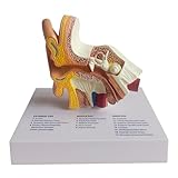 4D Human Ear Model, Life-Size Detailed Simulation of Outer, Middle & Inner Ear Structures with Removable Base for Medical Demonstration & Science Education