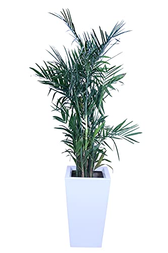 S E Fibereum Standard White Colour Frp Flower Pot 24 X 14 Inches. Home Decoration Flower Pot, Outdoor And Indoor, Balcony Gardening, Pots With Optional Drainage Hole (Free Pebbles) Super
