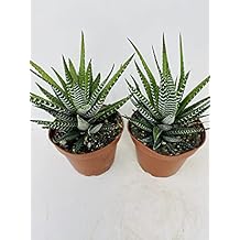 Haworthia Zebra Succulent- Hard to Kill- 2 Pack - 4"Pot