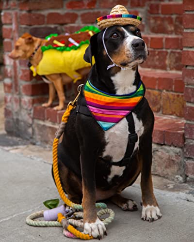 Disfraz taco para perro grande Halloween Navidad miniatura 7