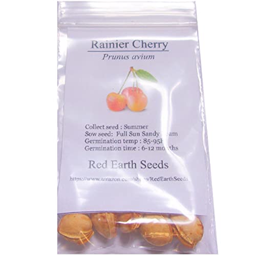 5 Rainier Cherry Seeds - Prunus Avium #TOP1