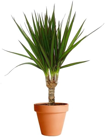 Dracaena Marginata con Maceta de Cerámica DECOALIVE Drácena Plant...