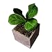Silicone Molds for Concrete Flower Pot, 4.7 inch Square Planter Mold Concrete Moulds for DIY Handcraft Succulent Bonsai Flowerpots Home Office Tabletop Decorating Container(Color:Square 4.7 inch)