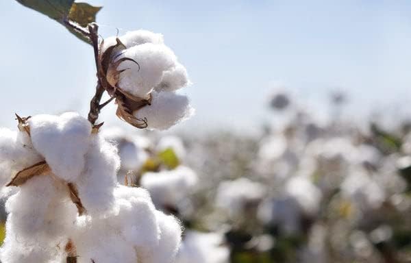 Miniatura 7 de Fitlinen Sábanas de 800 hilos tamaño King dividido para cama ajustable, sábanas de 100 % algodón con números de sueño, color negro, divididas 32