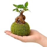 Kokedama Ficus Ginseng Interior DECOALIVE Planta Natural