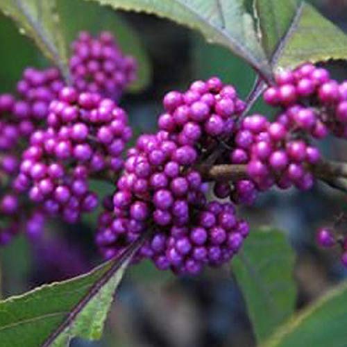 Callicarpa Bodinieri 'Profusion'- Arbuste aux bonbons 'Profusion' 40-60 cm en conteneur