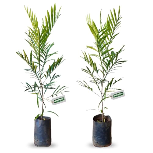 Muda de Árvore Samambaia Ideal Para Jardim