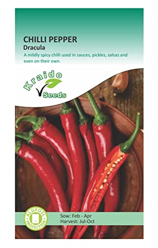 Chilli Spicy Hot Pepper Seeds Dracula 25 Seeds Capsicum Annuum Grow Your Own Vegetable Ideal for Greenhouse or Garden Growing in Raised Beds Polytunnel Growbag or in Large Pots and Containers
