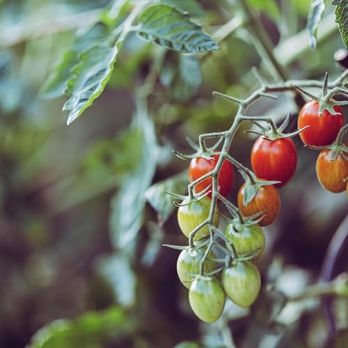 Spring Into Action: Tomato Troubles and Gardening Tips
