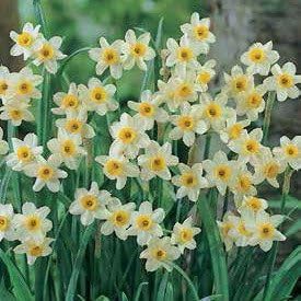 Minnow Daffodil 5 Bulbs