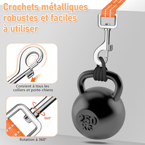 Chien en laisse longue dans la nature