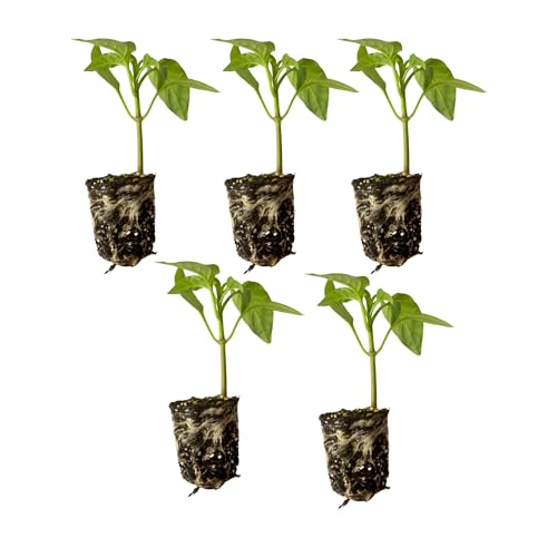 Live Pepper Plants 5 Plant Variety Set- Bell Pepper Jalapeno Pepper Sweet Banana Pepper Habanero Pepper Cayenne Pepper