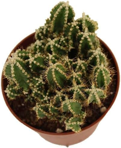 Cáctus Cereus Peruvianus Spiralis – Espiral del Crecimiento Infinito