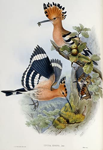 Affiche toile oiseau Upupa Epops habille vos murs vides avec une reproduction d'art 60x90cm