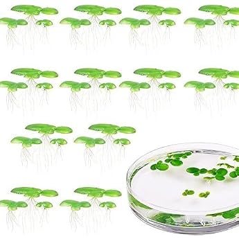 2 Packs 36 Pieces Total Duckweed Water Plants Mini Pond Swimming Plants Aquarium Decoration Swimming Plants Mini Pond