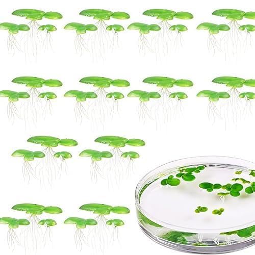 ZLKRHAK 2 Packungen 36 Stück Insgesamt Wasserlinsen Wasserpflanzen Miniteich Schwimmpflanzen Aquarium Deko Schwimmpflanzen Miniteich