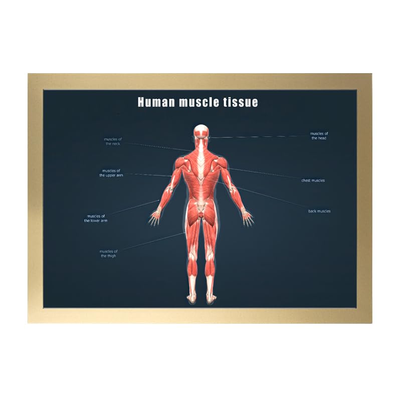 Image of Taanfu Body Educational Learning Anatomy Posters ，Muscle Tissue Art Muscle Villi Anatomy Art Poster Digestive System Organs Illustration Small Intestine Physiology Anatomy Wall Art Villi
