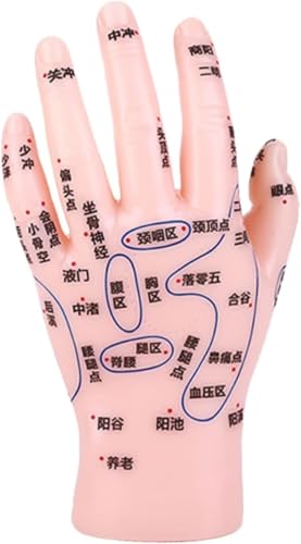 OZMDXKJ Modo De Entrenamiento De Puntos De Acupuntura De Mano, Pantalla De ReflexologíA De Mano Humana De Alta Fidelidad, para InstruccióN Y Masaje De MTC