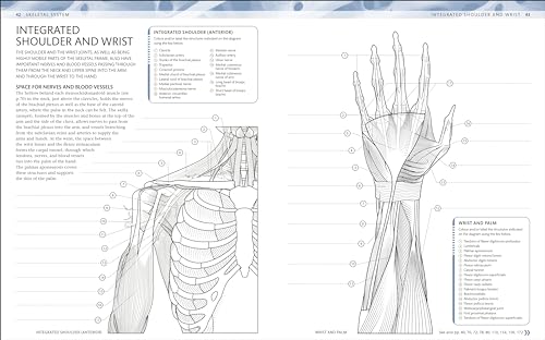 The Human Body Colouring Book: The Ultimate Anatomy Study Guide (DK Human Body Guides)