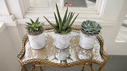 Espoma Organic Cactus Potting Soil Mix, Natural & Organic Soil For Cactus, Succulent, Palm, And Citrus Grown In Containers Both Indoors And Outdoors, 4 Qt, Pack Of 1 #TOP5