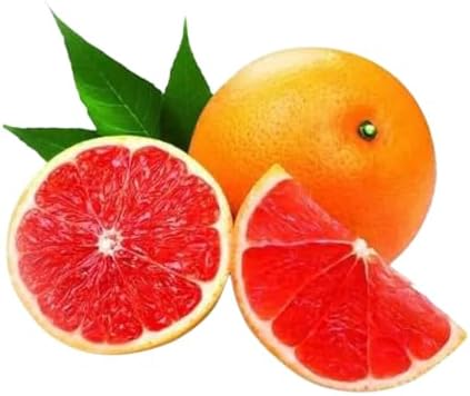 Muda Frutífera de Laranja Sanguínea Mombuca Enxertada