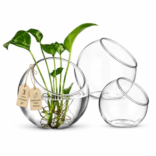 Image of 3 Pack Glass Terrarium Bowls for Air Plants, Clear Hydroponic Plant Propagation Vases with Wide Opening, Mini Indoor Garden Containers for Succulents, Pothos and Desk Decor