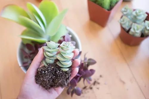 ��l�����W�O�\�[�p�Y��1000�s�[�X���������������b�N�X�X�g���X�����p�Y���Ƒ��c�R�p�p�Y���D���ɍœK