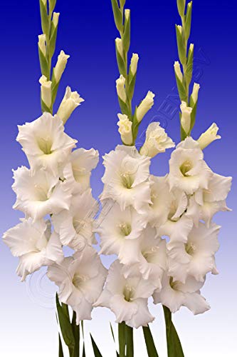 plantogallery Flower Bulbs | Gladiolus ‘Alexandra’ Imported Flower Bulbs Fresh Flower Bulbs for Home Gardening (Pack of 10 Bulbs),PPXBU080-image-13