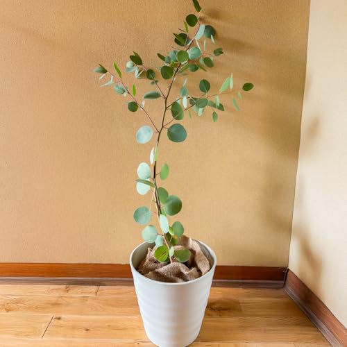 チーム田主丸『ユーカリ苗木7号鉢』 苗木 植物