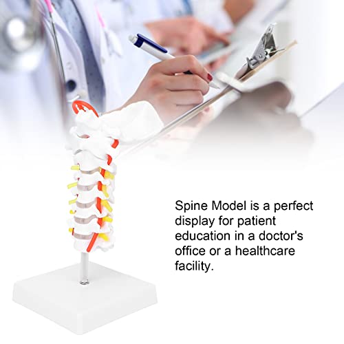 Modelo anatômico dos nervos da coluna, ferramenta educativa humana da vértebra cervical modelo de sa