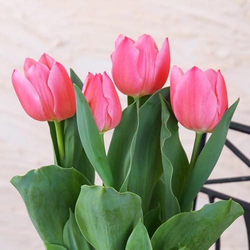 Iԃ`[bv  10 `[bv  ͂Ȃ݂ǂ