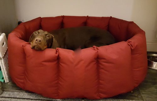 slatters be royal store Reversible Dual Ultra Soft Velvet Red Color Luxury Sofa Bed Pet Bed|Dog Bed|Cat Bed|Puppies Puppy Bed|Rabbit Bed,XX_Large