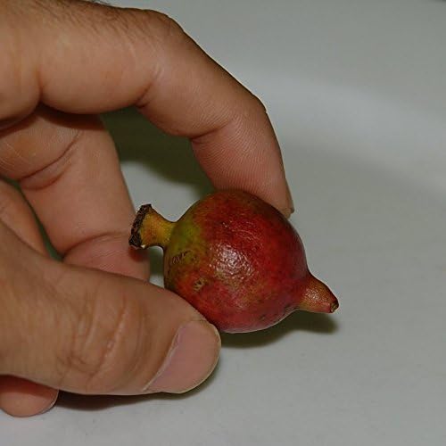 Miniatura 4 de Naranja Master semillas de Granada Punica granatum 6Rare orgánico Heirloom semillas Packed en Frozen Cápsulas de Semillas para el jardinero  Plant