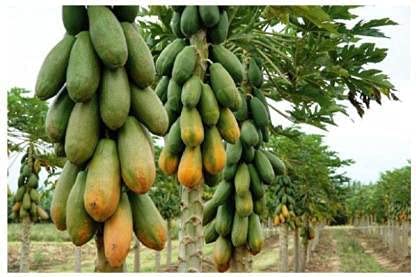 See full amazon price history chart for STOKIYA ORIGINAL RED LADY F1 HYBRID PAPAYA TAIWAN 786 VARIETY SEEDS ( 150SEEDS ) Seed (150 per packet) STOKIYA ORIGINAL RED LADY F1 HYBRID PAPAYA TAIWAN 786 VARIETY SEEDS ( 150SEEDS ) Seed (150 per packet) (B0BLLJ928K) Amazon Price History, Amazon Price Tracker