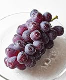 山形県産 富士の輝 秀品 約500g 1房 ギフト箱入り